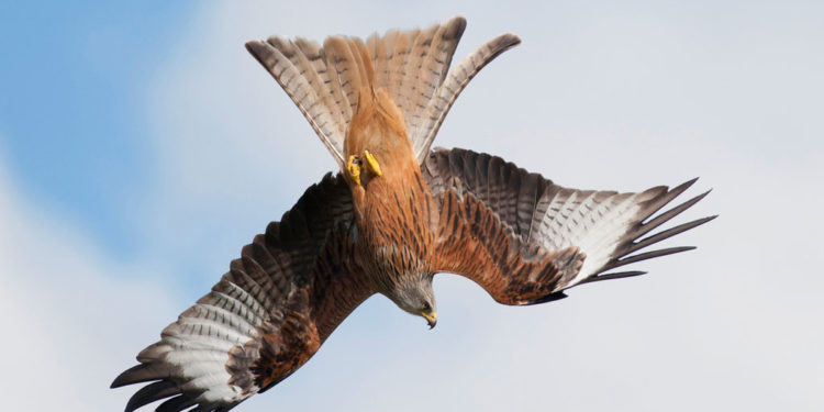 Le milan royal – Faits, informations et images