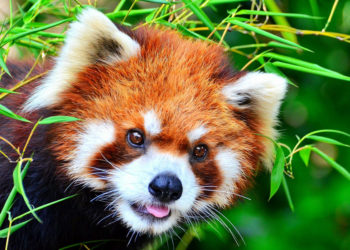 Pandas rouges – Faits, régime alimentaire et informations sur l’habitat