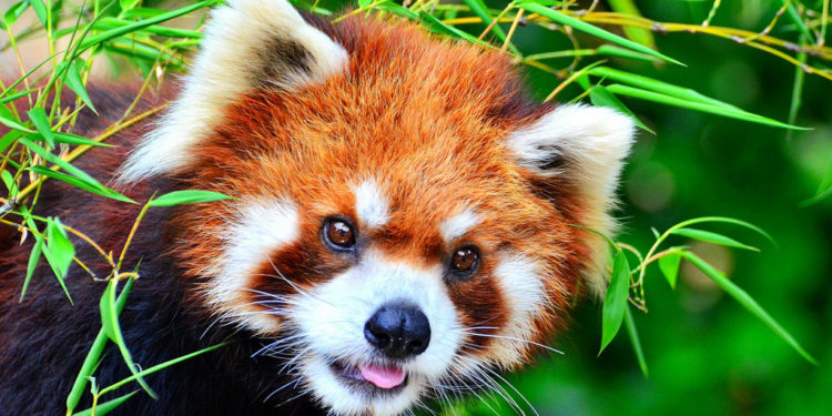 Pandas rouges – Faits, régime alimentaire et informations sur l’habitat