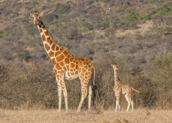 Girafe réticulée – Faits, régime alimentaire et informations sur l’habitat