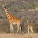 Girafe réticulée – Faits, régime alimentaire et informations sur l’habitat