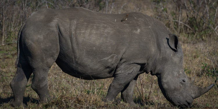 Rhinocéros à peau épaisse Faits, informations et habitat