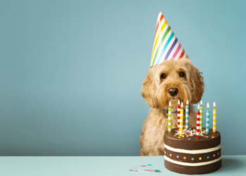 Comment comprendre et prendre soin de votre chien âgé