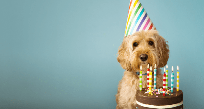 Comment comprendre et prendre soin de votre chien âgé