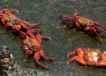 Crabes des roches rouges – Faits, informations et photos