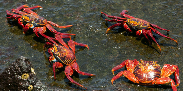 Crabes des roches rouges – Faits, informations et photos