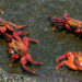 Crabes des roches rouges – Faits, informations et photos