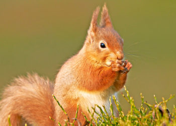 Écureuil roux – Faits, informations et photos sur l’écureuil roux