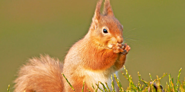 Écureuil roux – Faits, informations et photos sur l’écureuil roux