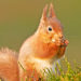 Écureuil roux – Faits, informations et photos sur l’écureuil roux