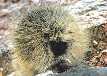 Informations sur les faits, le régime alimentaire et l’habitat