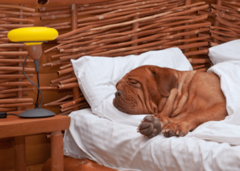 Le dresseur de chiens: 7 raisons pour lesquelles votre chien ne devrait pas dormir dans votre lit :: Conseils rapides et sales