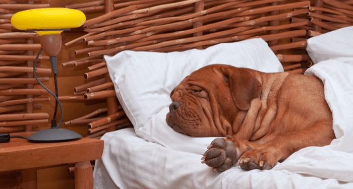 Le dresseur de chiens: 7 raisons pour lesquelles votre chien ne devrait pas dormir dans votre lit :: Conseils rapides et sales