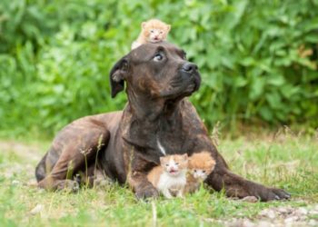 Le dresseur de chiens: mythes populaires (mais nocifs!) Sur les chiens :: Conseils rapides et sales