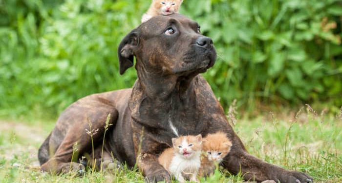 Le dresseur de chiens: mythes populaires (mais nocifs!) Sur les chiens :: Conseils rapides et sales