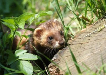 Le putois – Faits, régime alimentaire et informations sur l’habitat