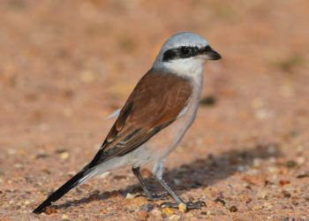 Pie-grièche à dos roux – Faits, informations et photos