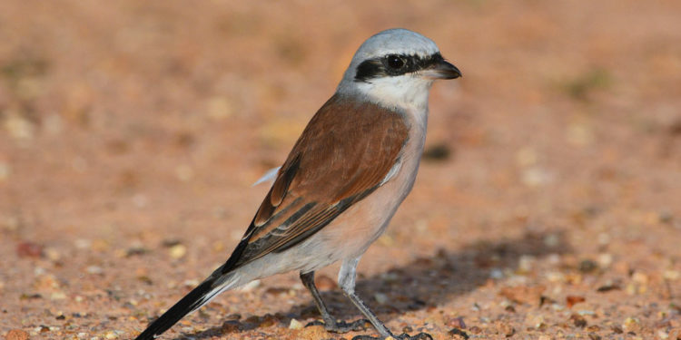 Pie-grièche à dos roux – Faits, informations et photos