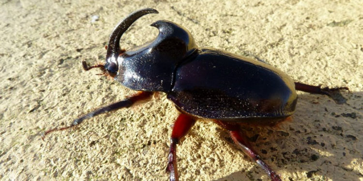 Rhinocéros – Faits, informations et images