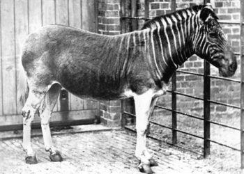 Zèbre quagga – Faits, informations sur les espèces et les habitats
