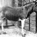 Zèbre quagga – Faits, informations sur les espèces et les habitats