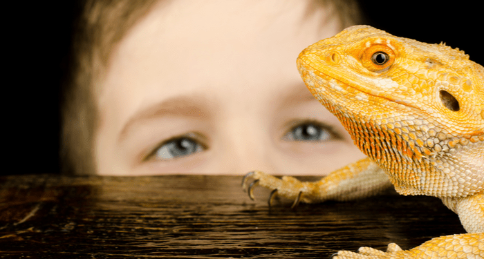 Quatre animaux à faible entretien pour les enfants