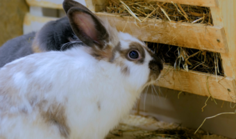 Best Rabbit Hay Feeders