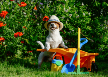 Jardiner avec des chiens: 6 conseils pour les animaux