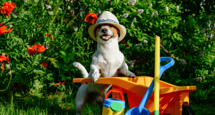 Jardiner avec des chiens: 6 conseils pour les animaux