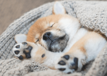 Pourquoi les chiens courent-ils dans leur sommeil?