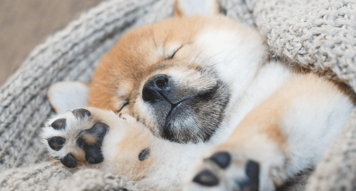Pourquoi les chiens courent-ils dans leur sommeil?