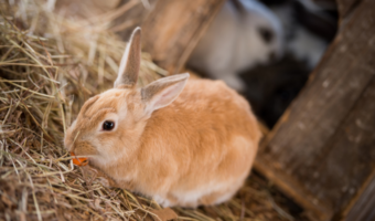 Best Rabbit Hay