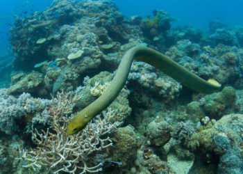 Serpents de mer – Informations sur les faits, le venin et l’habitat