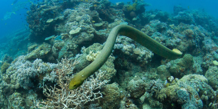 Serpents de mer – Informations sur les faits, le venin et l’habitat