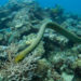 Serpents de mer – Informations sur les faits, le venin et l’habitat