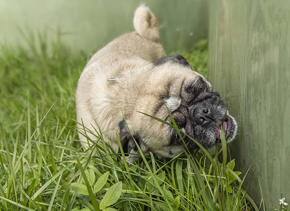 chien malade, chien mangeant de l'herbe, pourquoi les chiens mangent-ils de l'herbe