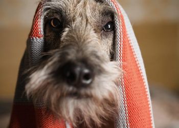 Mythes sur la santé des animaux de compagnie auxquels vous devriez cesser de croire