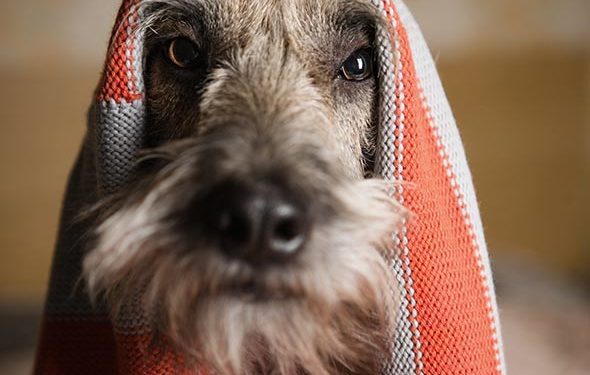 Mythes sur la santé des animaux de compagnie auxquels vous devriez cesser de croire