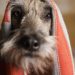 Mythes sur la santé des animaux de compagnie auxquels vous devriez cesser de croire