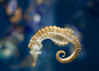 Informations sur les faits, le régime alimentaire et l’habitat