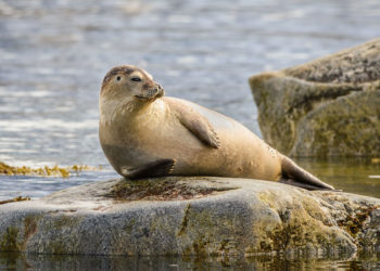Informations sur les faits, la durée de vie, le régime alimentaire et l’habitat
