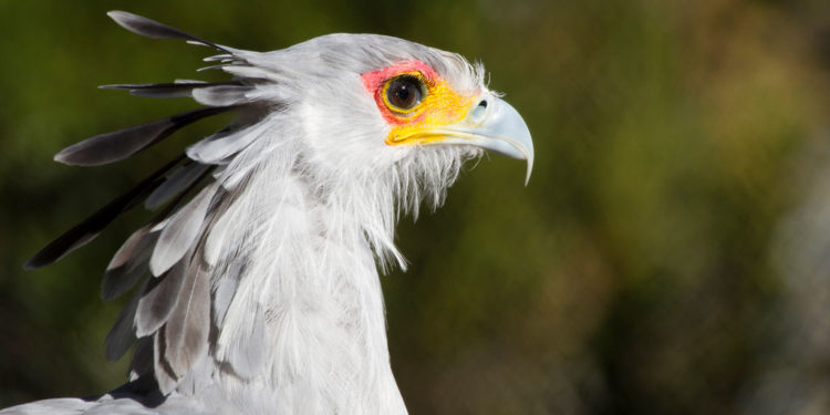 Secretary Bird – Informations sur les faits, le régime alimentaire et l’habitat