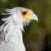 Secretary Bird – Informations sur les faits, le régime alimentaire et l’habitat
