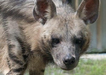 Hyène rayée – Informations sur les faits, le régime et l’habitat