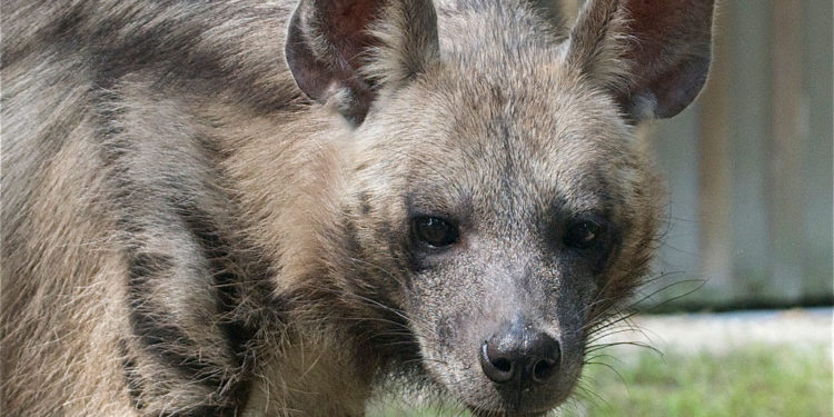 Hyène rayée – Informations sur les faits, le régime et l’habitat