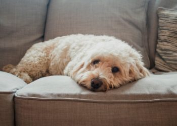 6 choses dans votre maison qui pourraient déclencher les allergies de votre animal