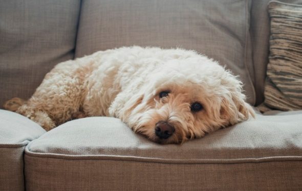 6 choses dans votre maison qui pourraient déclencher les allergies de votre animal