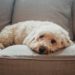 6 choses dans votre maison qui pourraient déclencher les allergies de votre animal