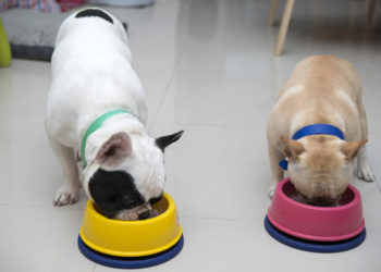 6 éléments nutritifs dans les aliments pour animaux qui peuvent nuire à votre chien