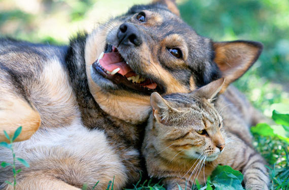 6 façons de devenir naturel avec votre animal de compagnie